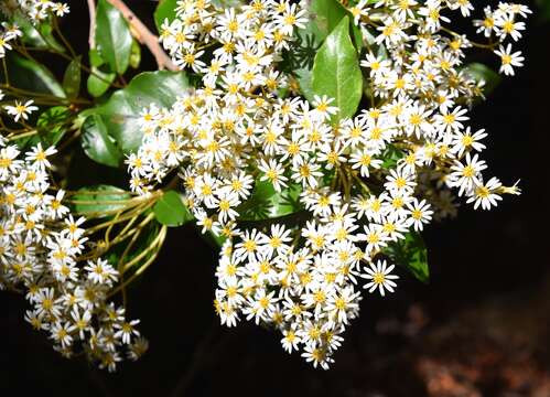 Image of Olearia avicenniifolia (Raoul) Hook. fil.