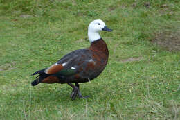 Image of Paradise Shelduck