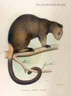 Image of Doria's Tree-kangaroo