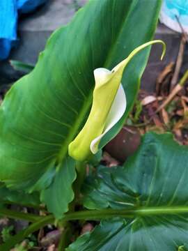 Image of calla lily