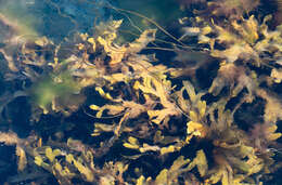 Image of toothed wrack