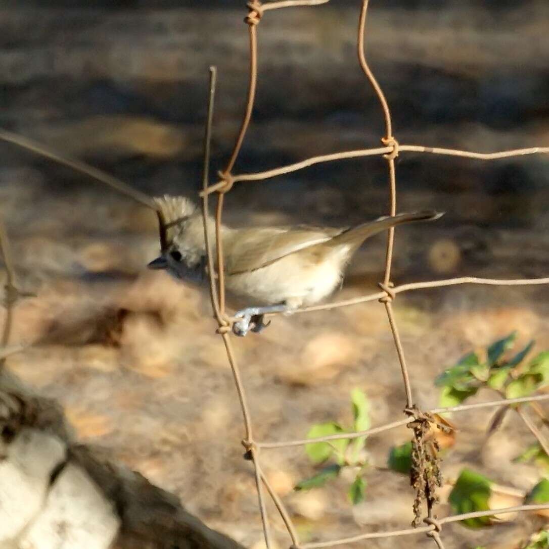 Image of Oak Titmouse