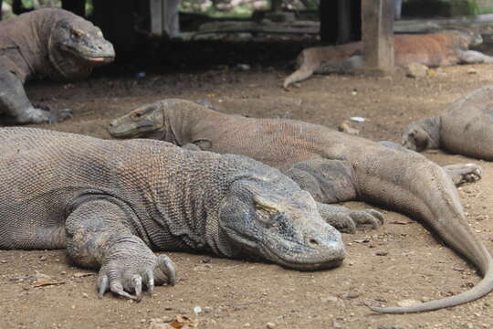 Image of Komodo Dragon