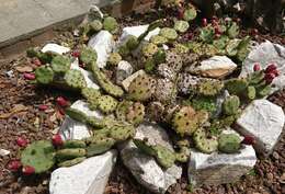 Image of Eastern Prickly Pear