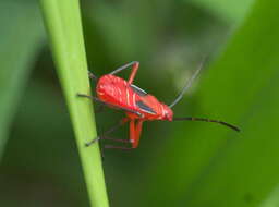 Image of Cotton Stainers (several spp.)