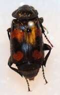 Image of Roundneck Sexton Beetle