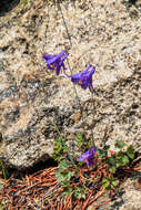 Image of Alpine Columbine