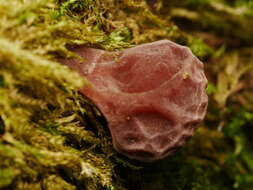 Image of ear fungus