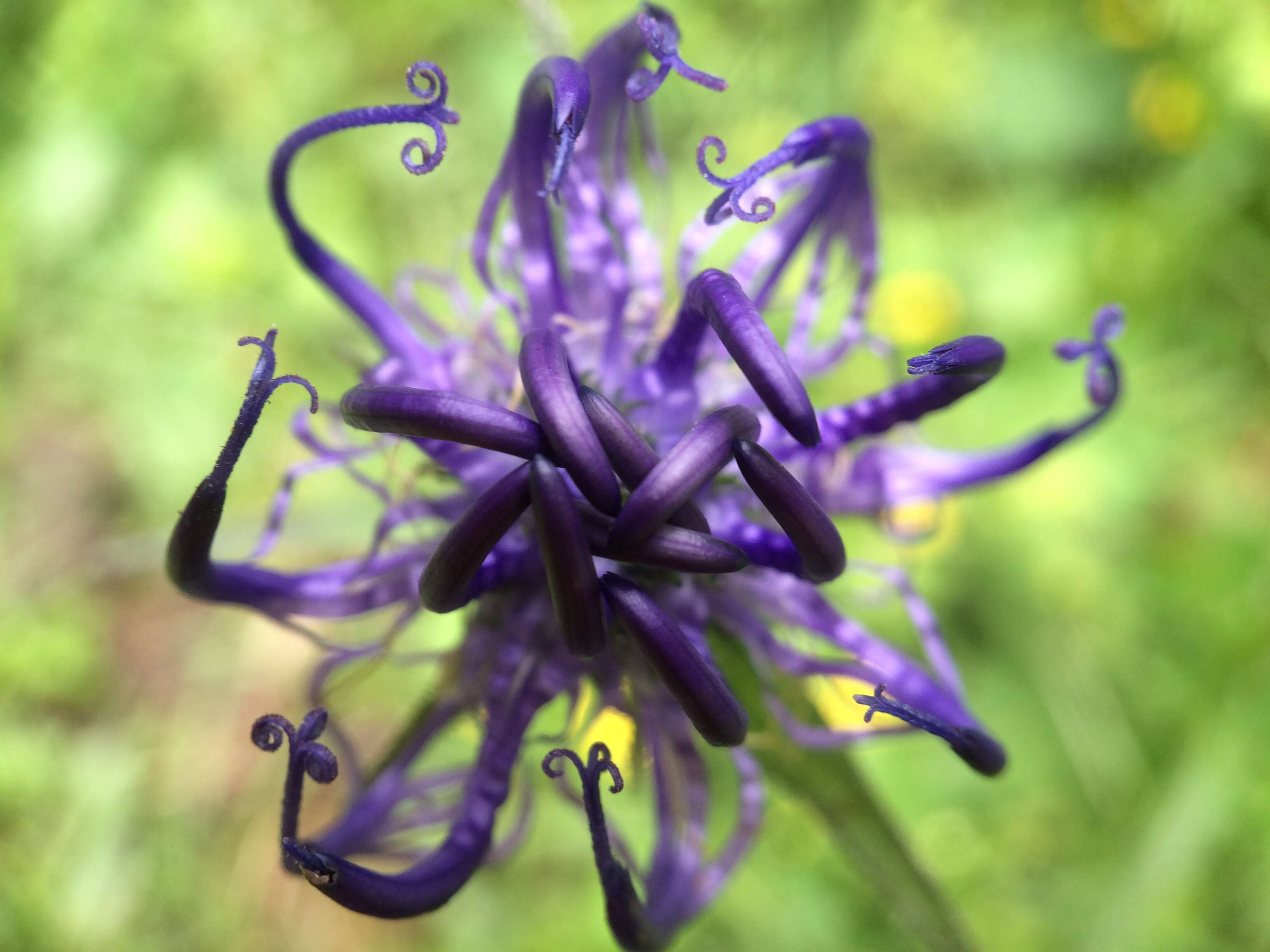 Image of Round-headed Rampion