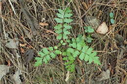 Sivun Phyllocladus toatoa Molloy kuva