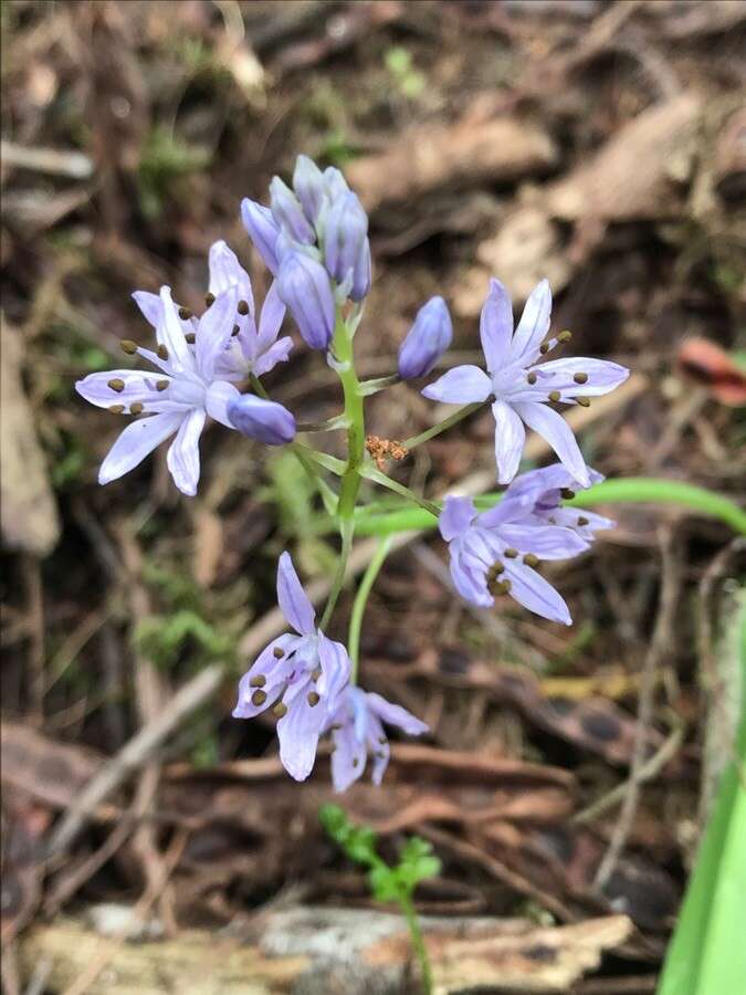 Image de Scille de printemps