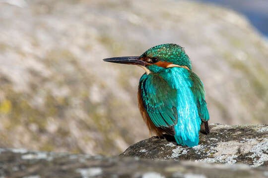 Image of Common Kingfisher