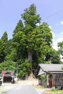 Image of Sugi