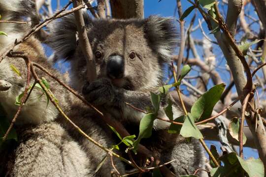 Image of koalas