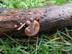 Image of ear fungus