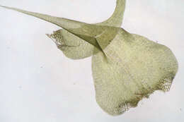 صورة Campylium stellatum