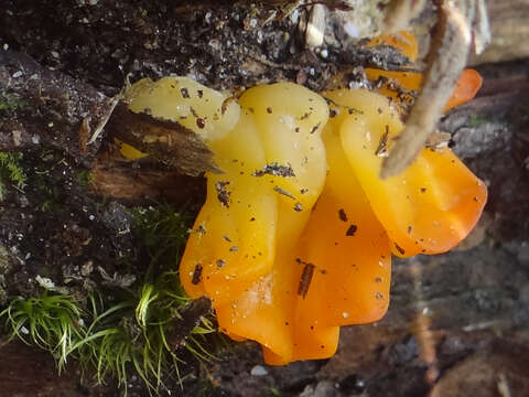 Image of Dacrymyces chrysospermus Berk. & M. A. Curtis 1873