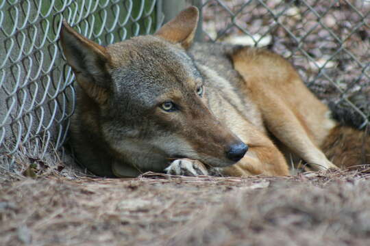 Image of Red wolf