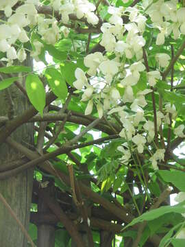 Image of Wisteria brachybotrys Siebold & Zucc.