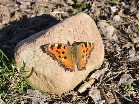 Image of large tortoiseshell