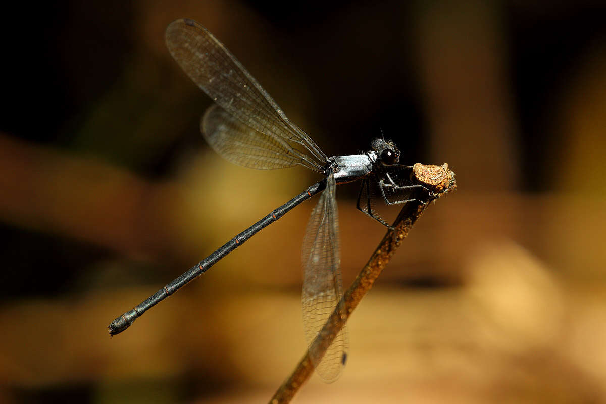 Image of azure flatwing