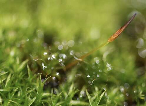 Image of great hairy screw-moss