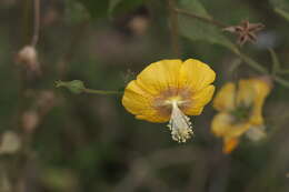 Imagem de Abutilon persicum (Burm. fil.) Merr.