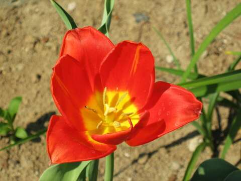 Image of Tulipa vvedenskyi Botschantz.