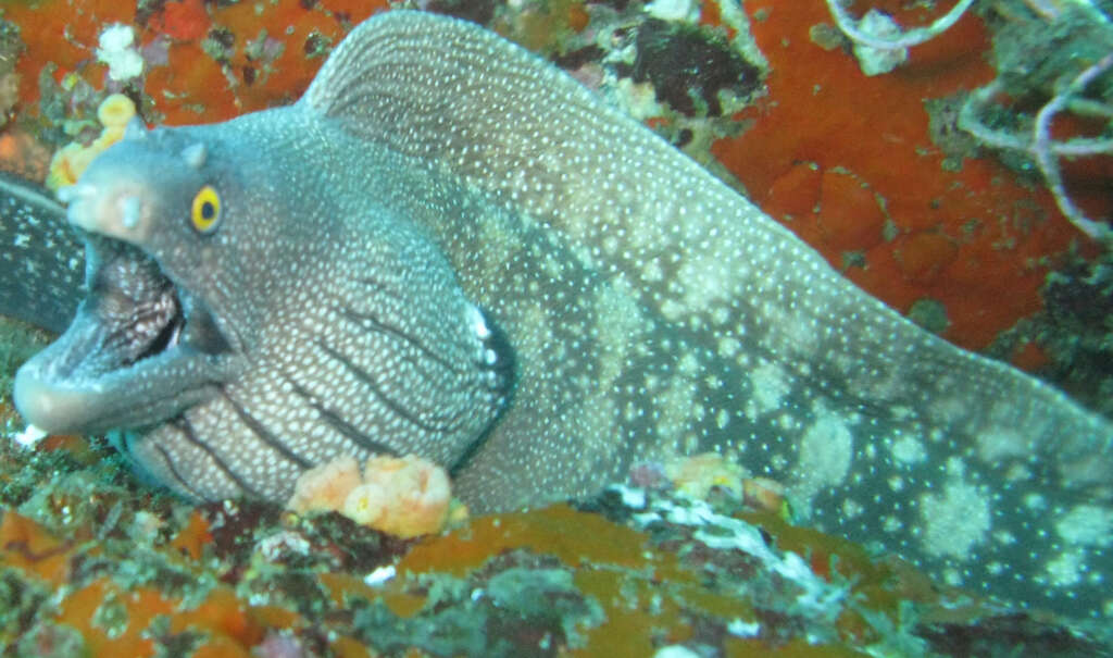 Image of Argus Moray