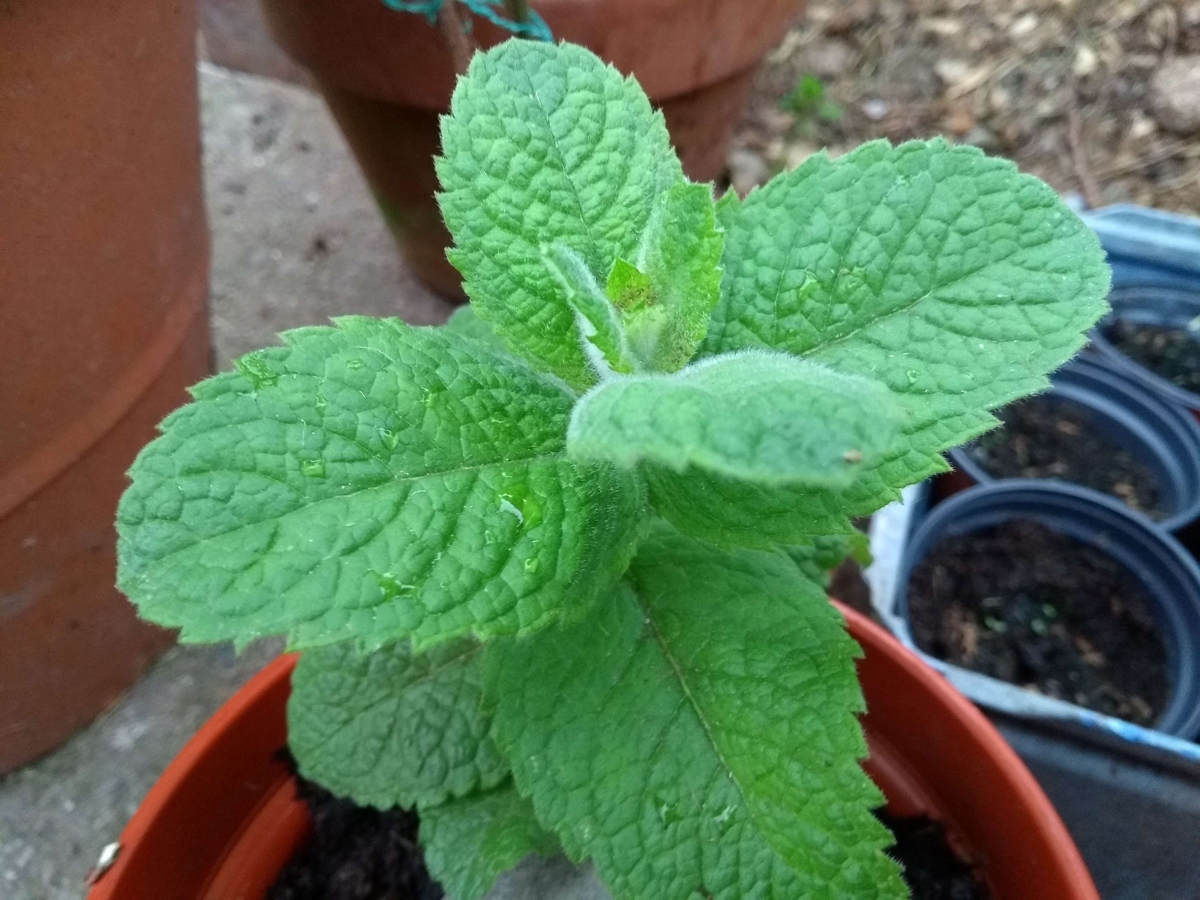 Image of Apple Mint