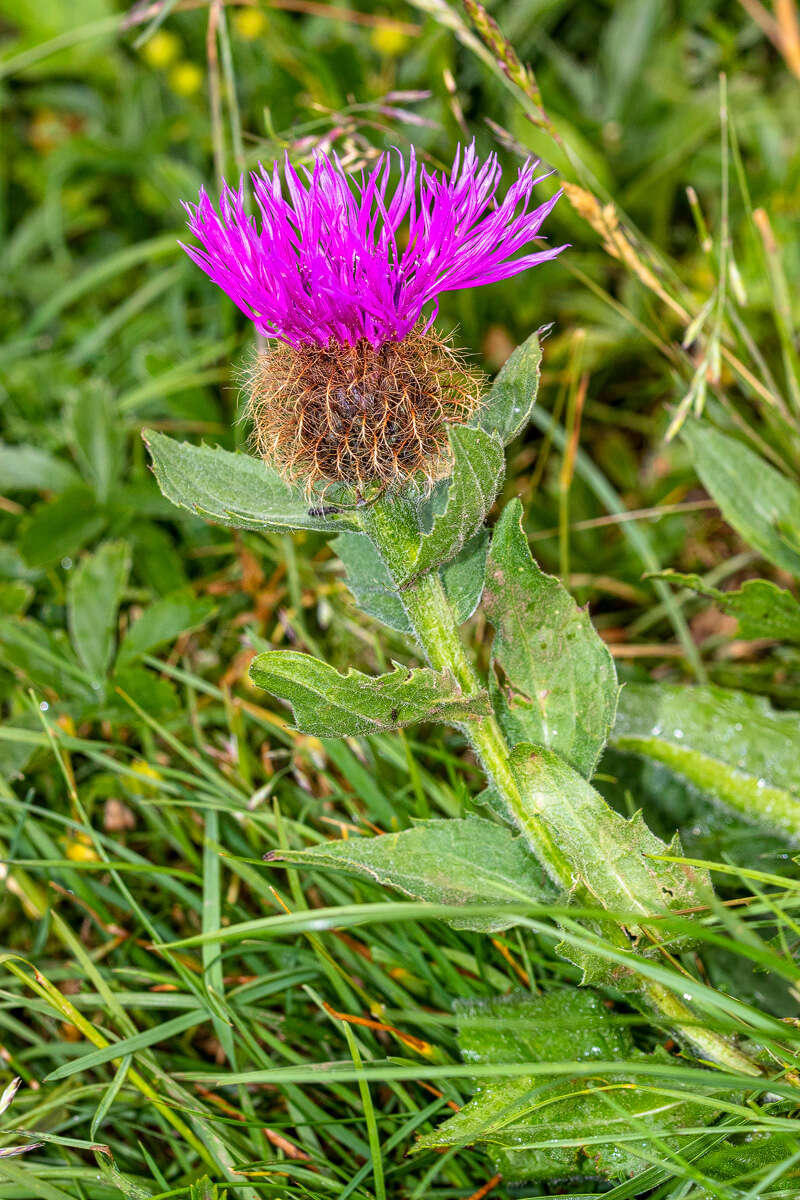 Centaurea nervosa Willd. resmi