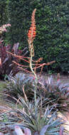 Слика од Dyckia platyphylla L. B. Sm.