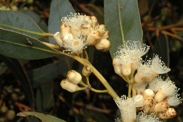 Image of Eucalyptus cooperiana F. Müll.