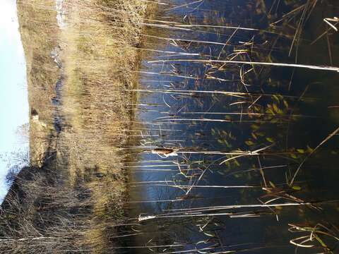 Image of Loddon Pondweed