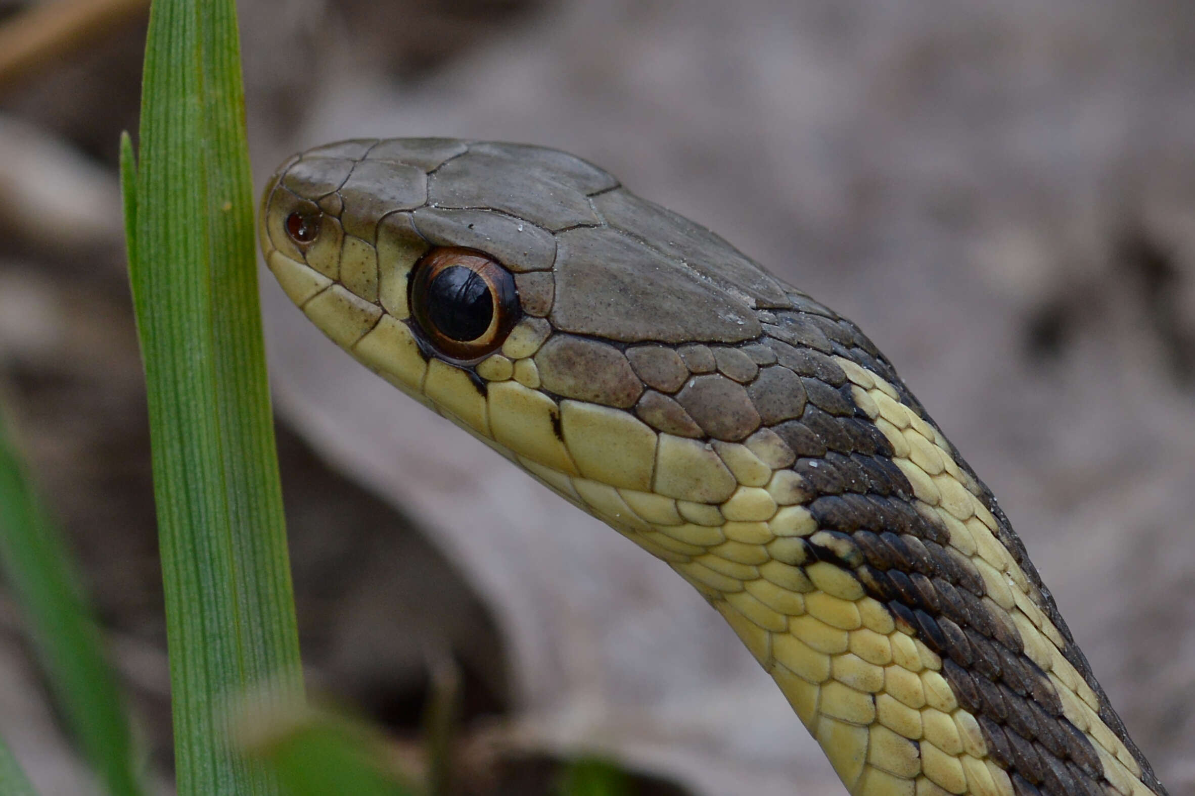 Image of Common Garter Snake