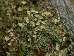 Image of Cladonia coccifera