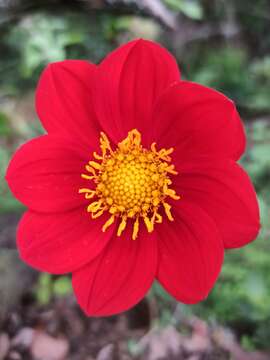 Image of red dahlia