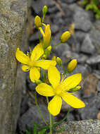 Image of Heath-leaved St. John's wort