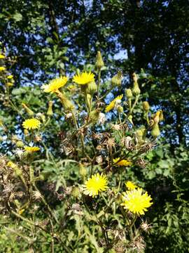 Image of marsh sow-thistle