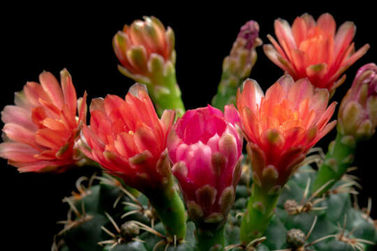 Image of Gymnocalycium baldianum (Speg.) Speg.