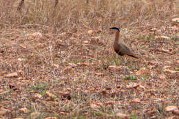 Image of Indian Courser