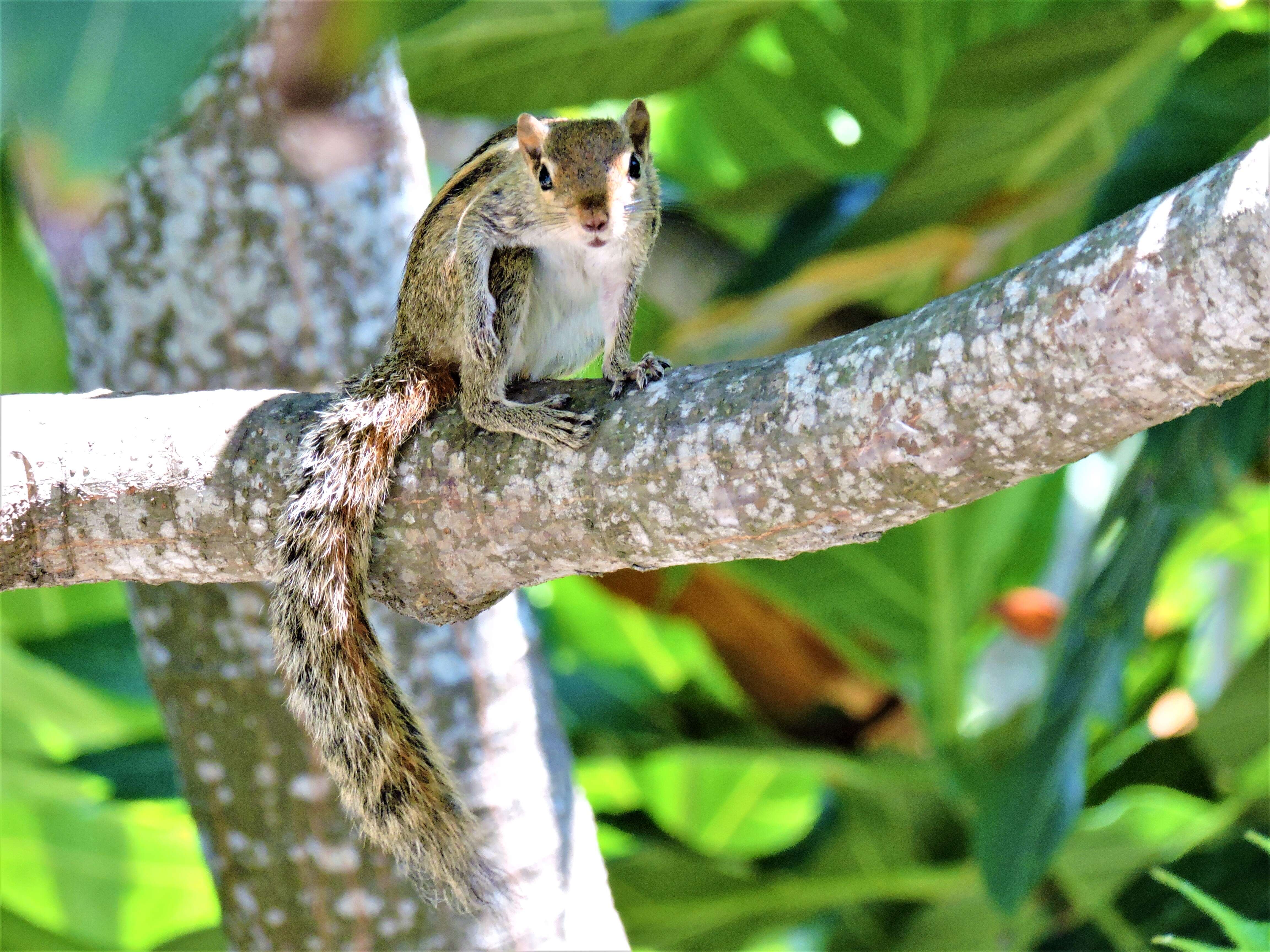 Image of Indian palm squirrel