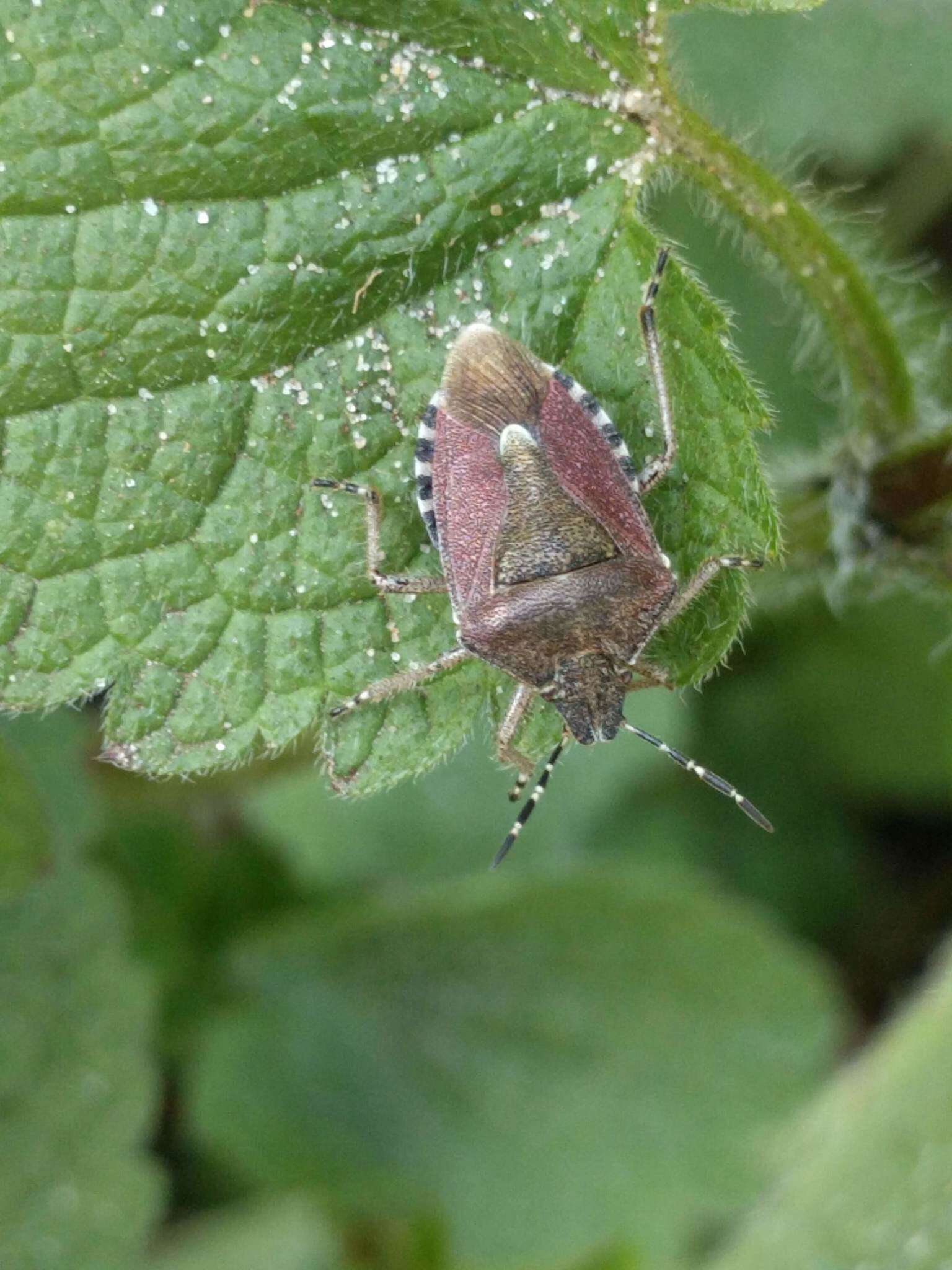 Image of sloe bug