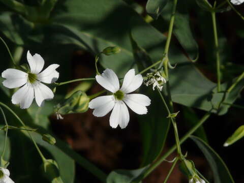 Image of soapwort