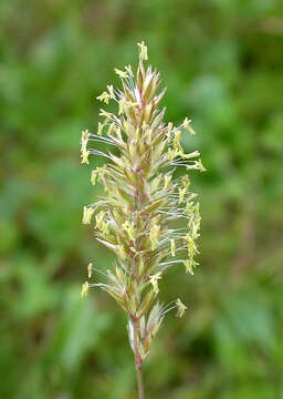 Image of Somerset hair grass