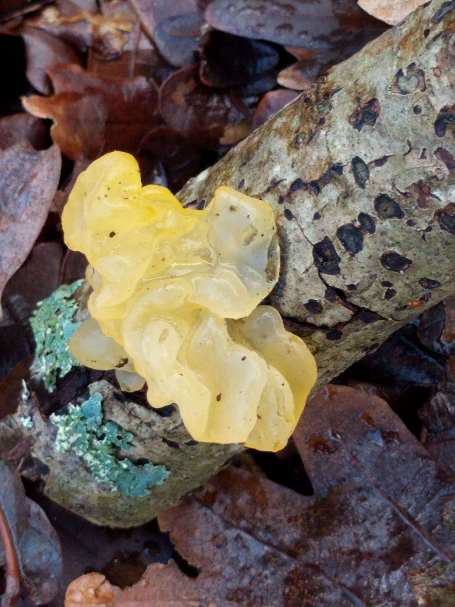 Image of Witches butter