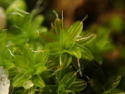 Image of great hairy screw-moss