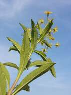 Image of Senecio sarracenicus L.