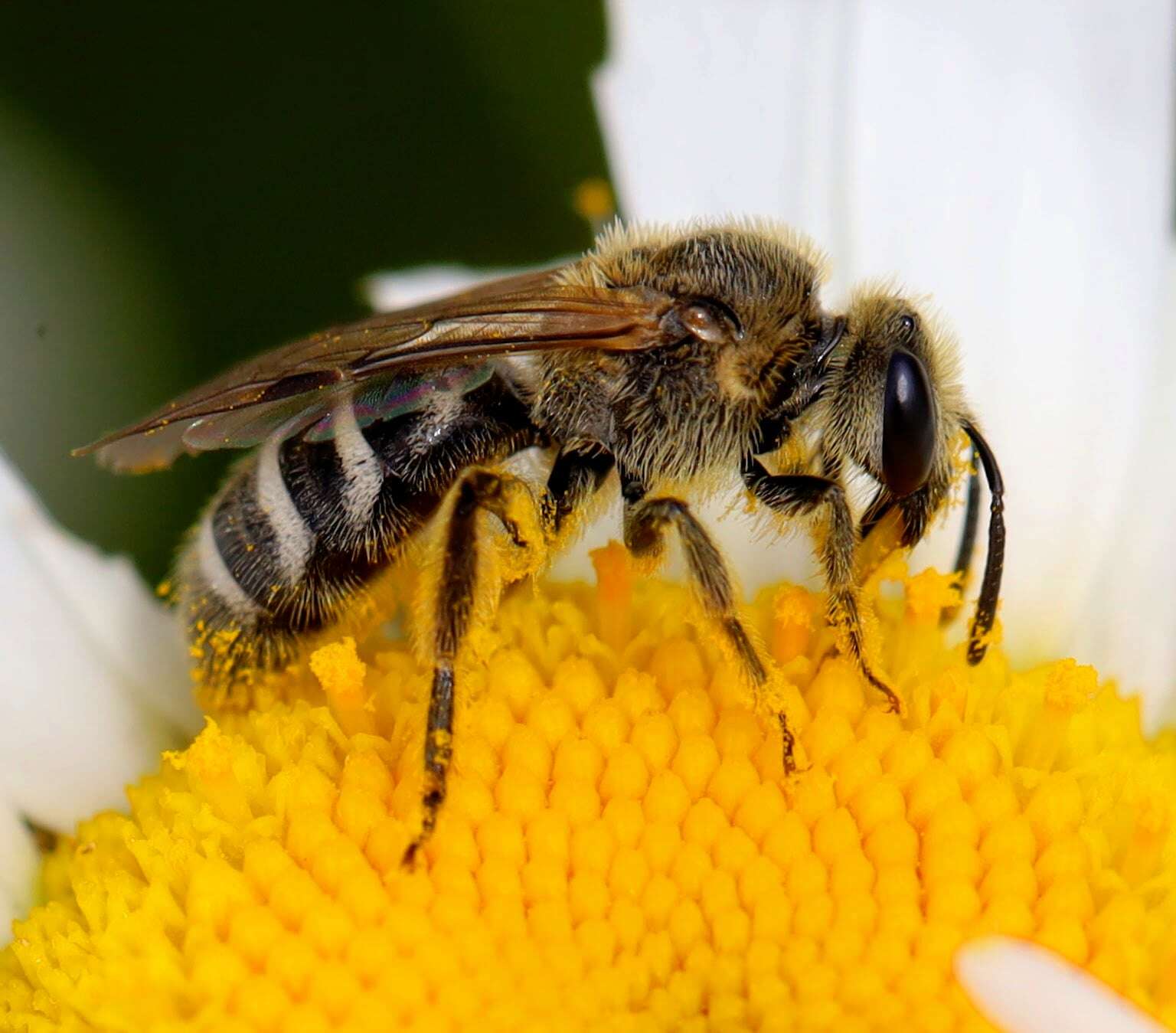 Image of Tansy Mustard Sweat Bee