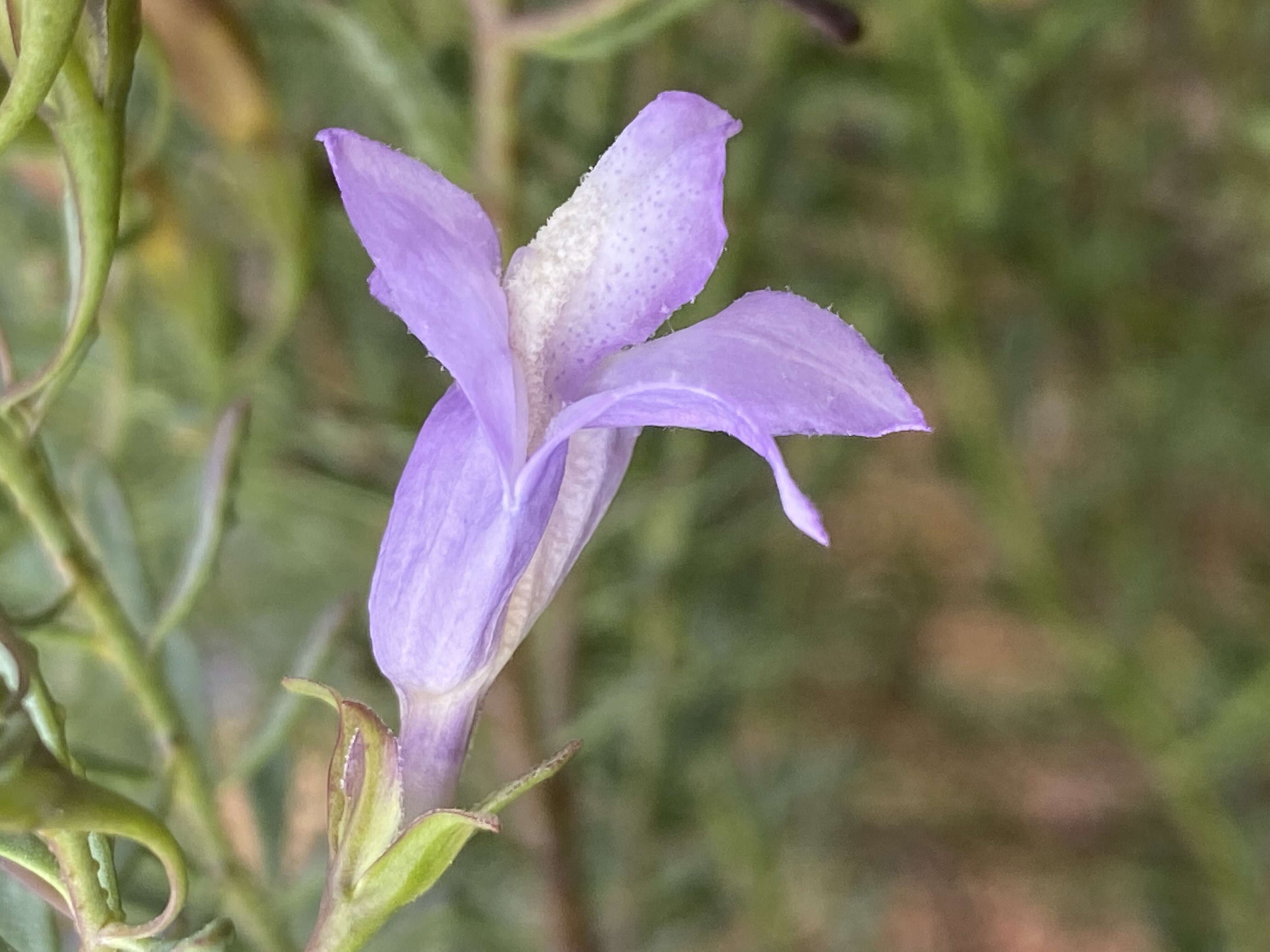 Image of Eremophila pustulata S. Moore